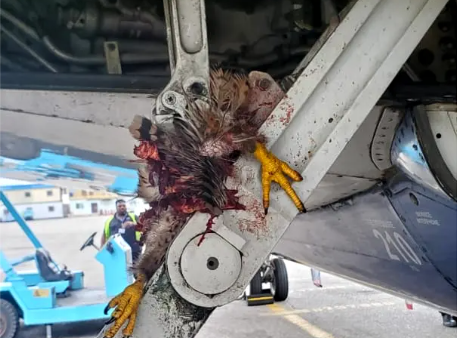 Air Peace Flight P47154 Lagos-Owerri Landed in Lagos Successfully After a Bird Strike.