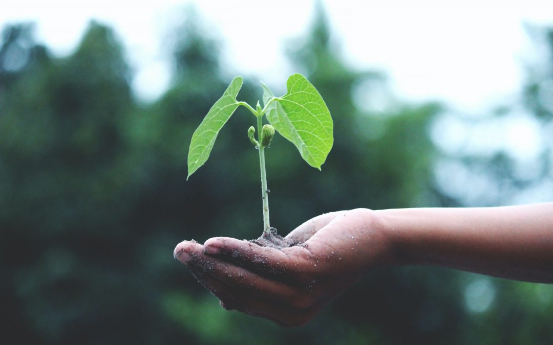 How Airlines Can Reduce Carbon Emissions by Planting Trees